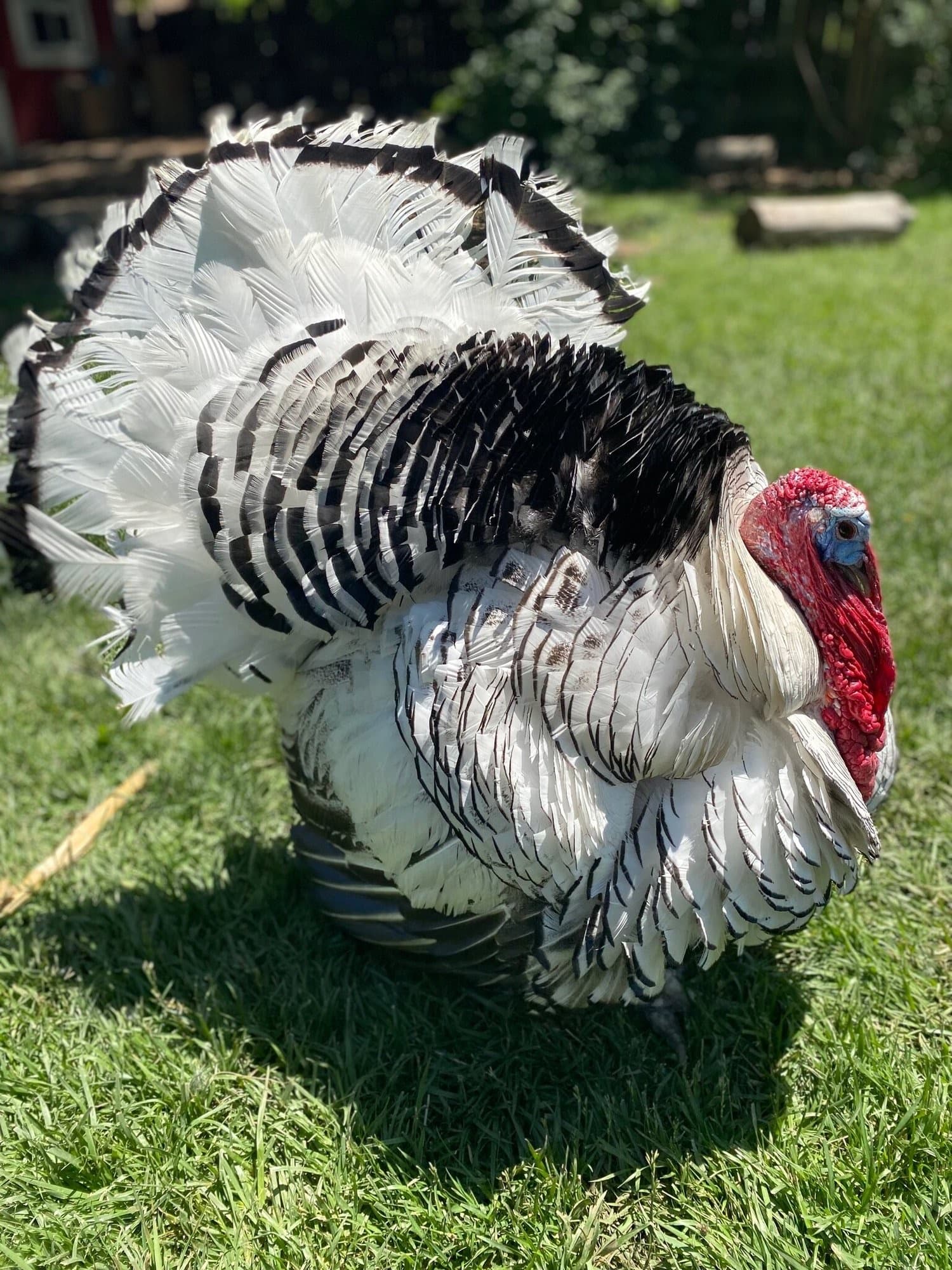 Earl the turkey in full feather display on the lawn