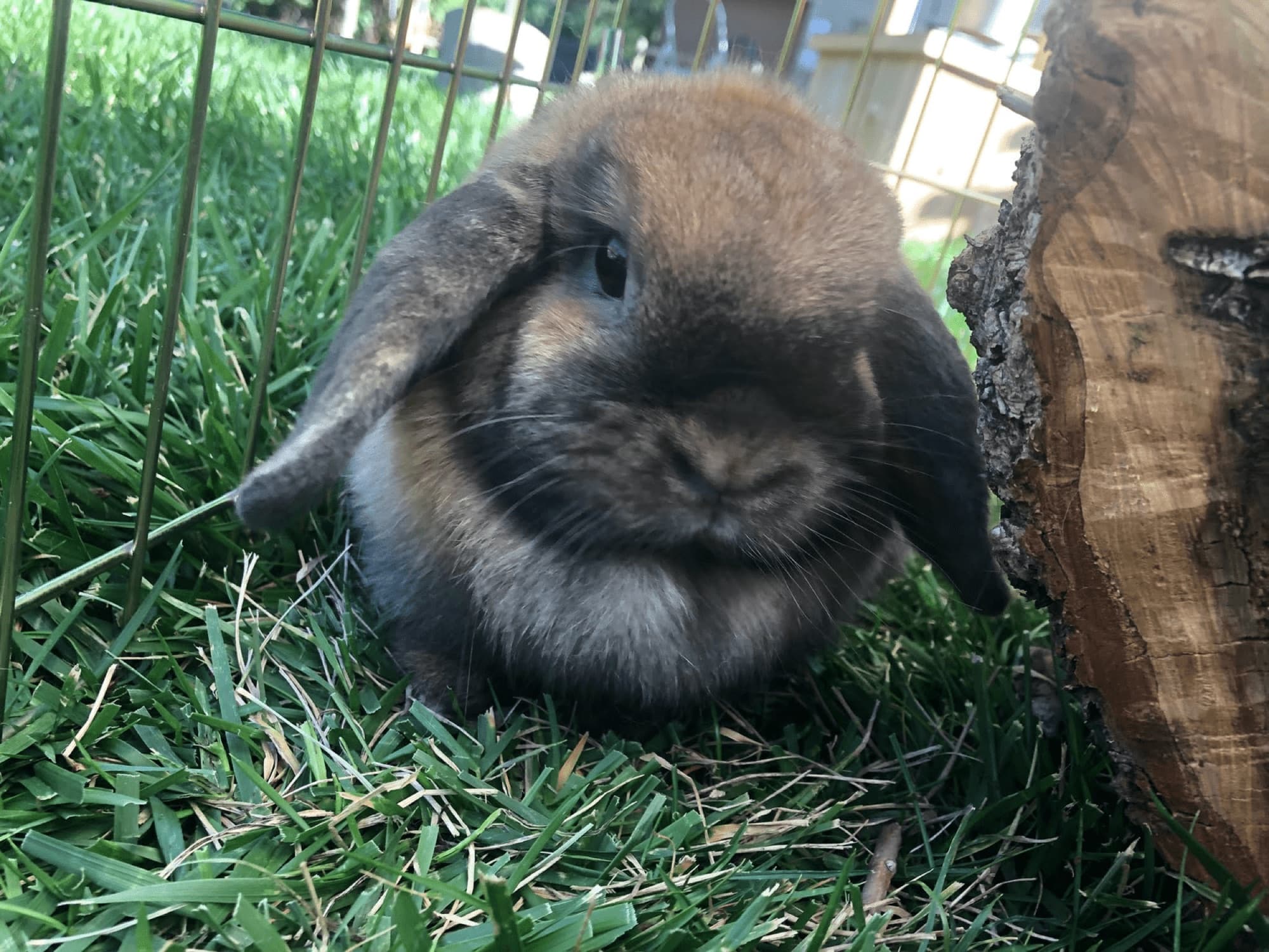 Maple the lop-eared rabbit resting in the grass