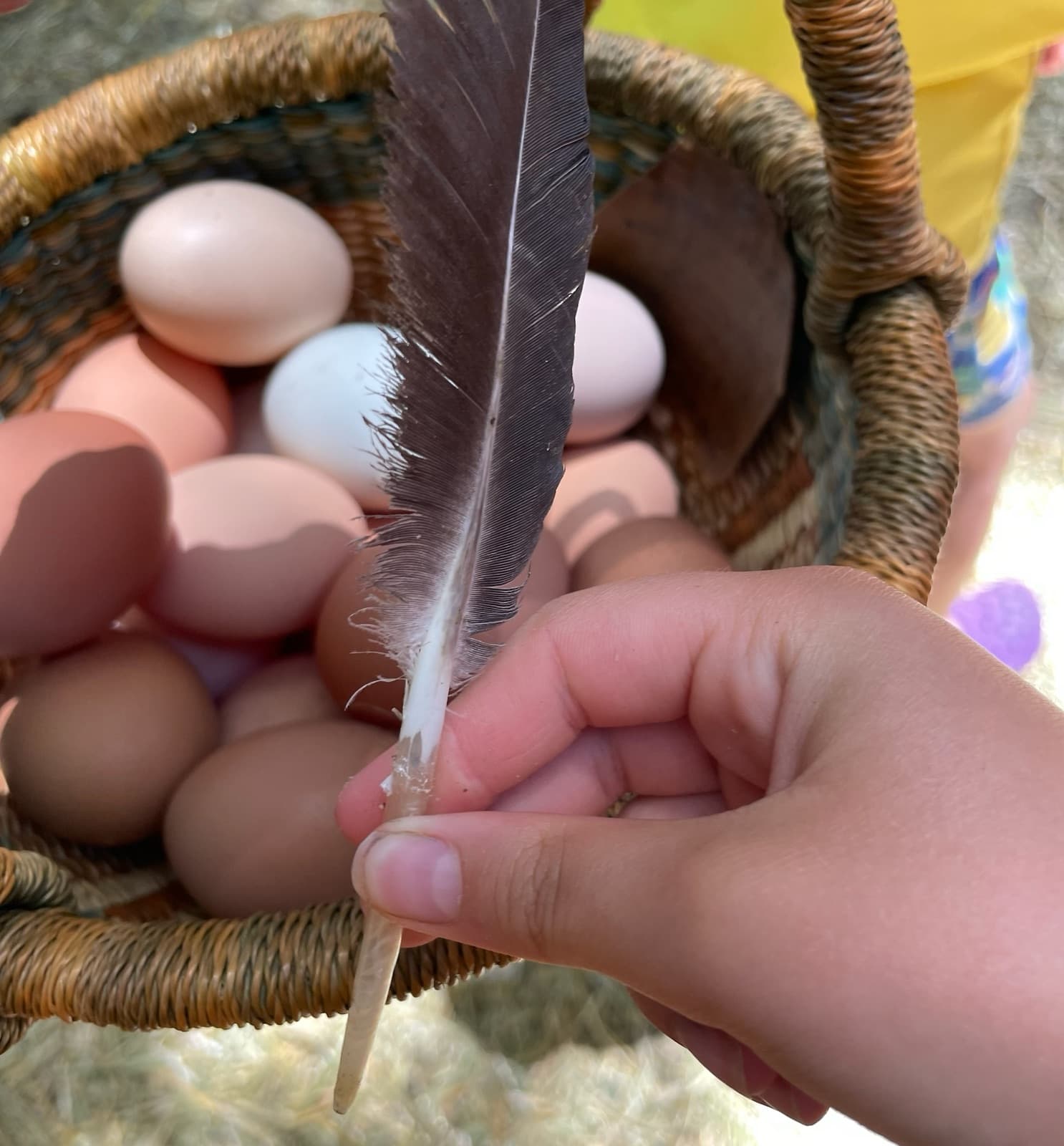 A small hand holding a found feather over a basket of freshly gathered eggs
