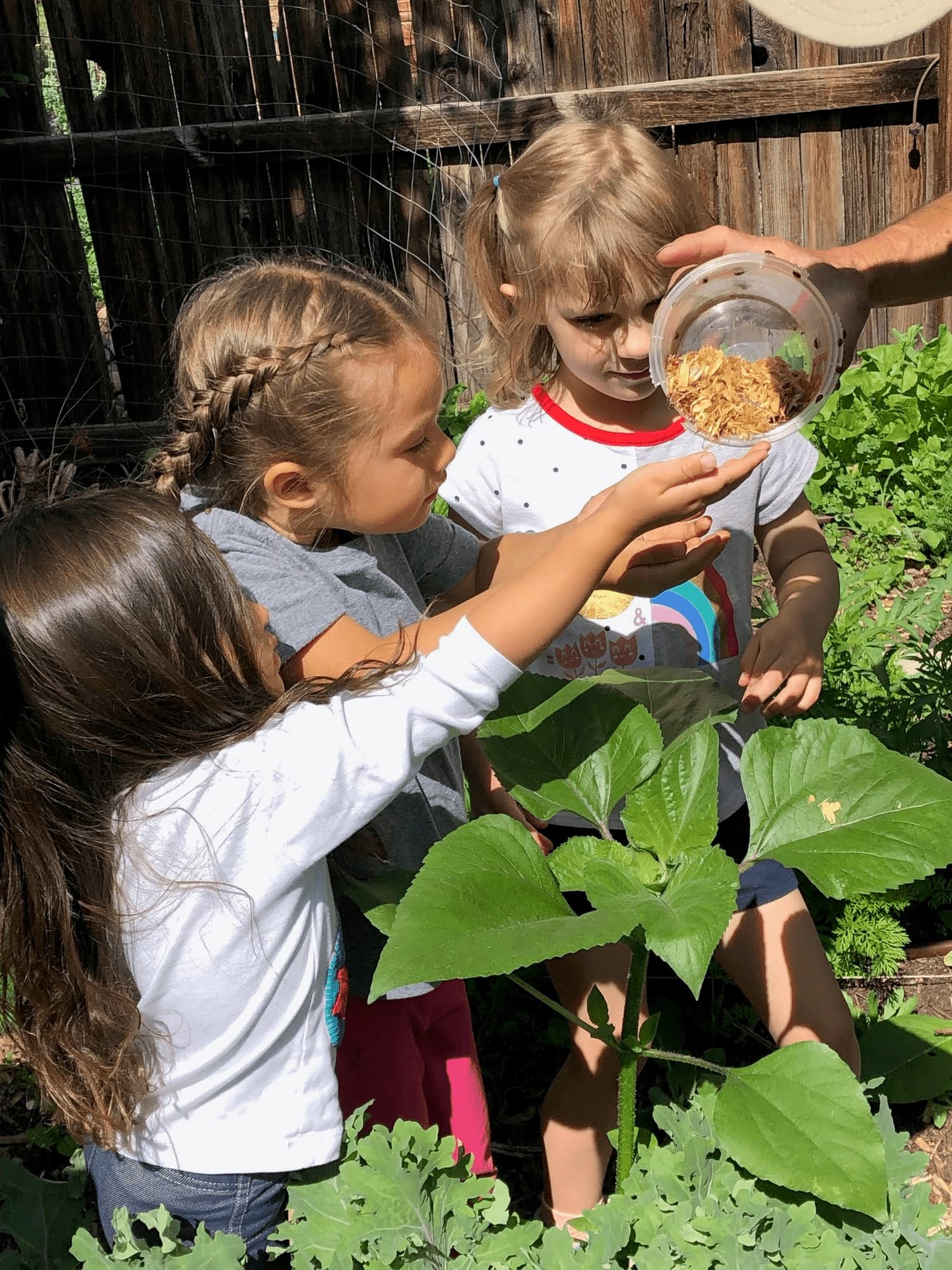 Children releasing ladybugs together in the vegetable garden