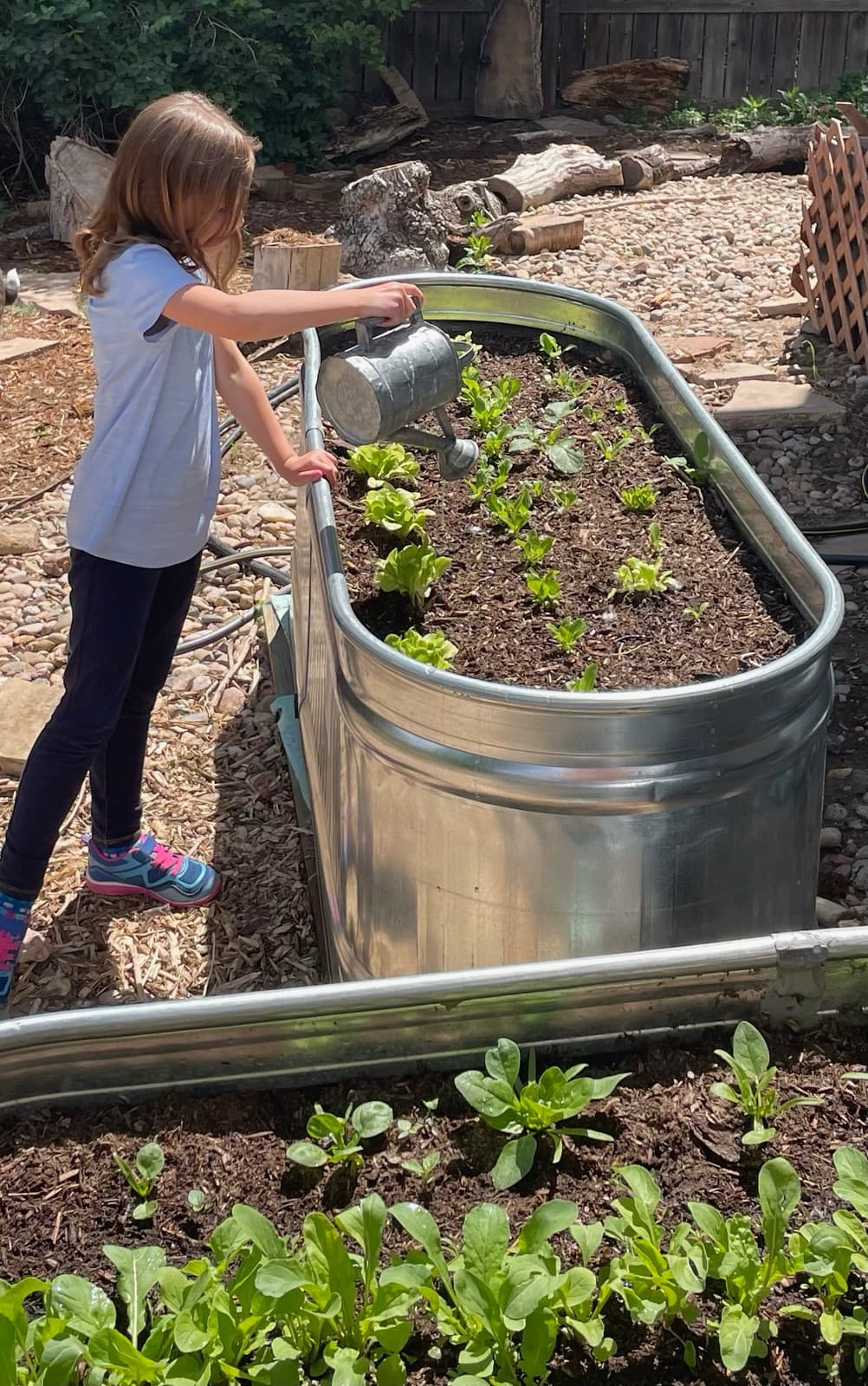 A camper watering rows of young lettuce in the raised garden bed