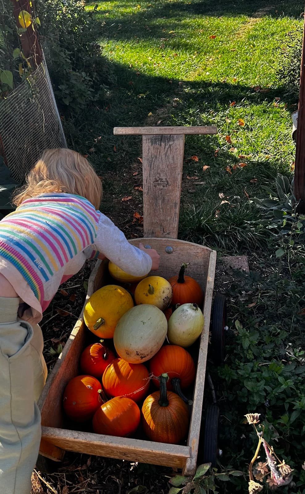 A child pushing a wooden wagon heaped with pumpkins and squash across the lawn