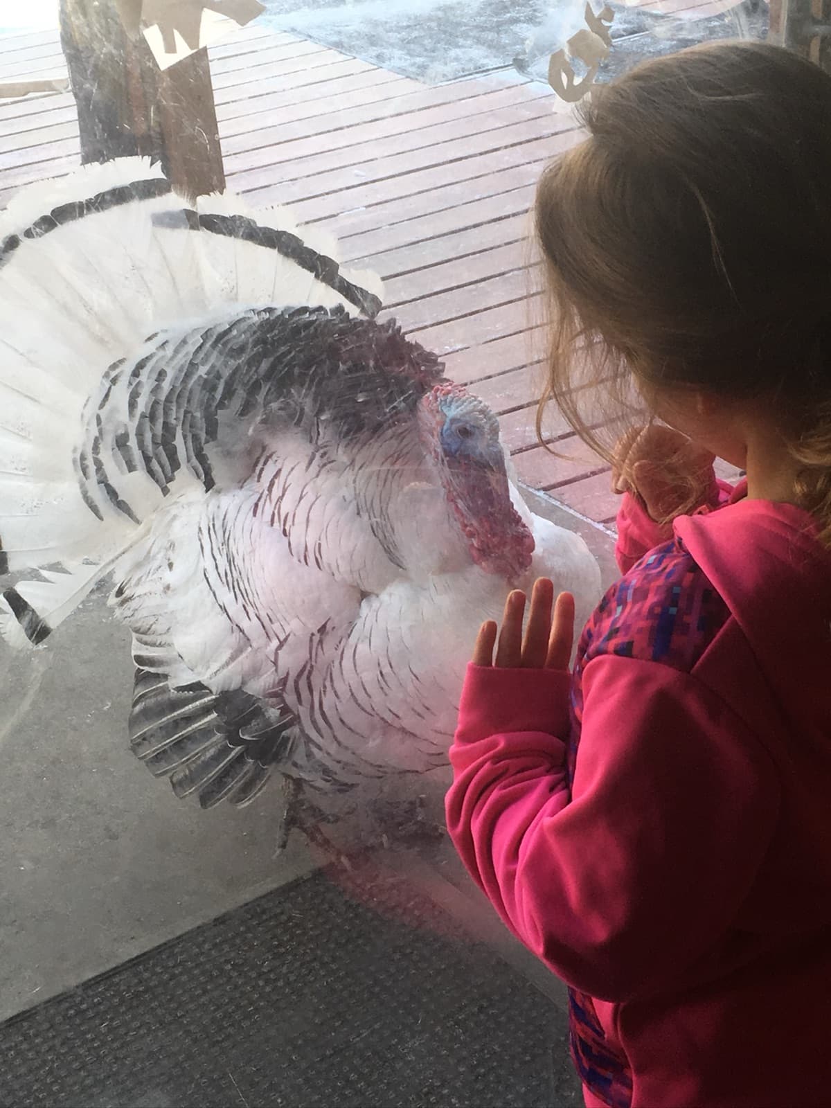 The turkey in full feather display at the glass door, a child watching from inside