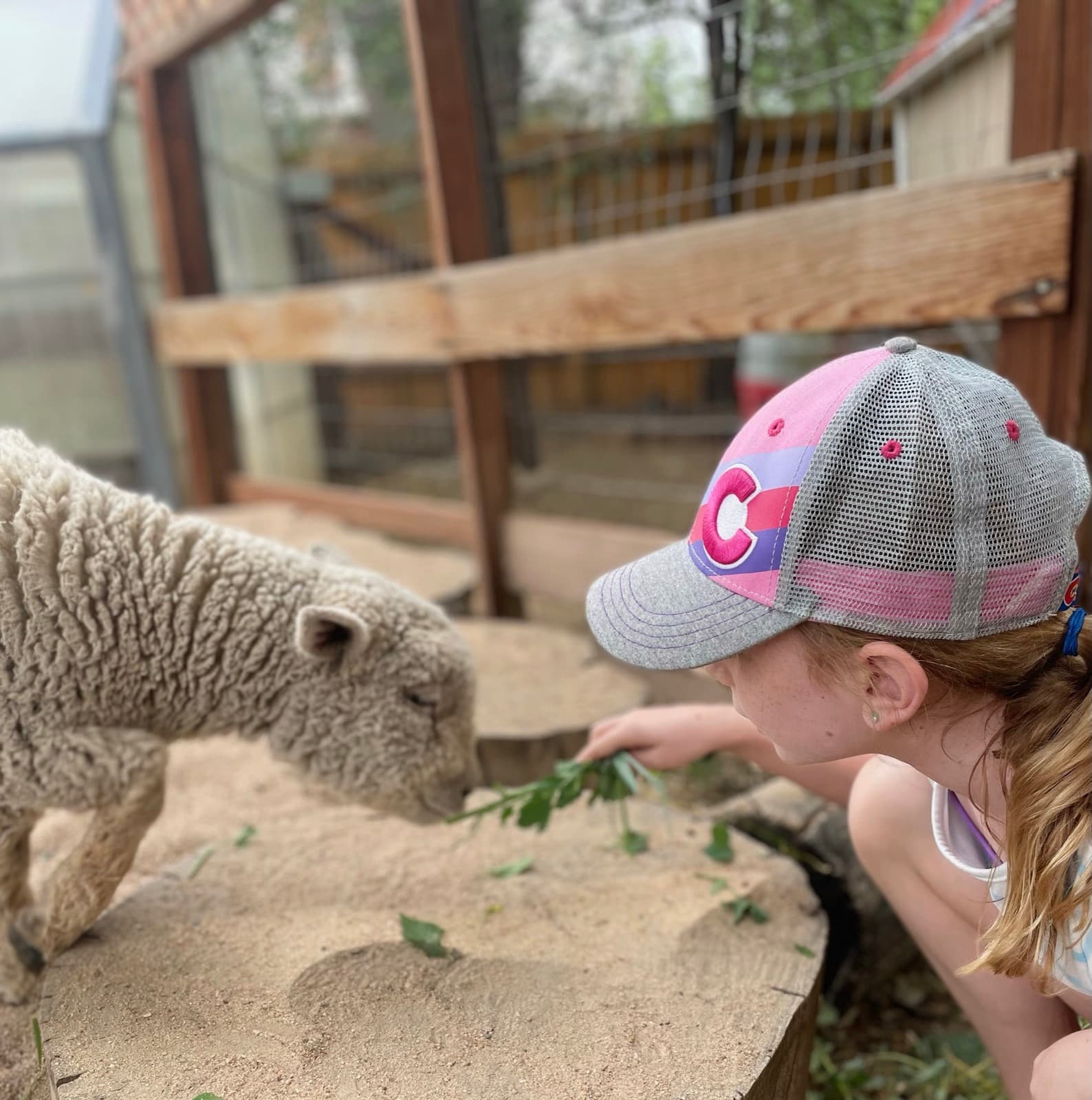 A child offering a handful of greens to a lamb in its pen