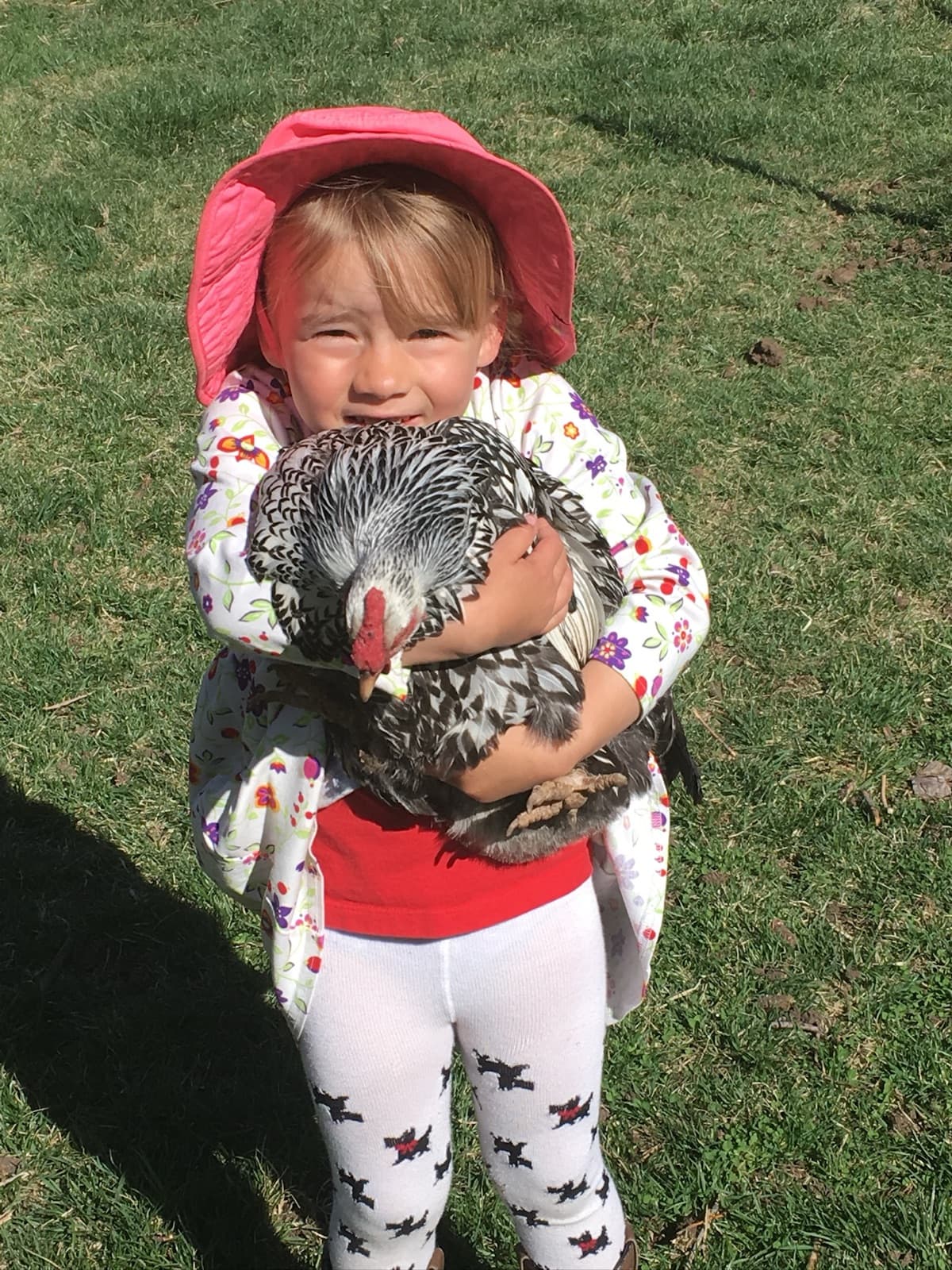 A child in a pink sun hat hugging a silver-laced hen close on the lawn